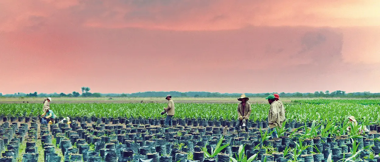 Farmers work in a field, cultivating palm oil