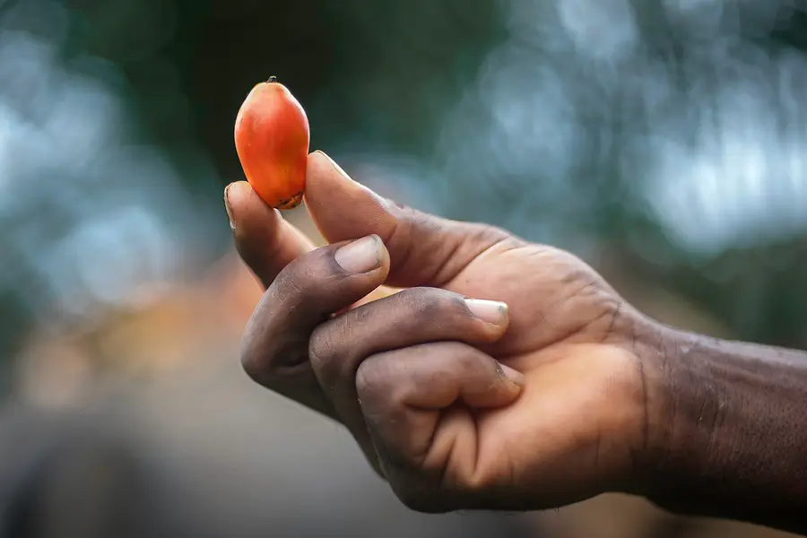 Eine frische Palmfrucht, die zwischen den Fingerspitzen gehalten wird, wobei natürliches Licht ihre glatte Oberfläche hervorhebt.